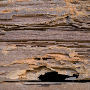 water damaged wood